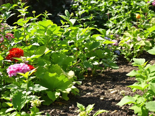 Jardin_avec_Coquilles_d'Huîtres
