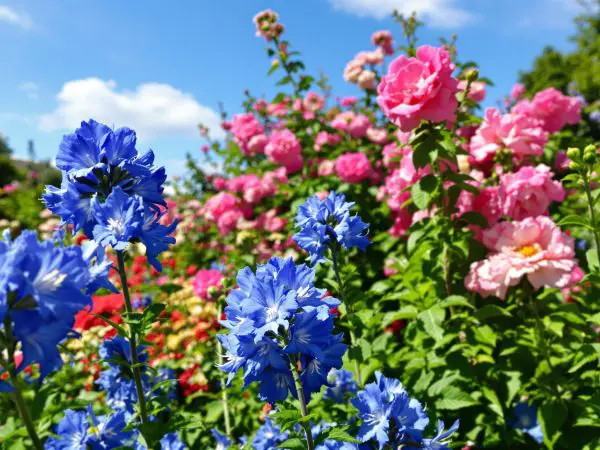 jardin_hortensias_rosiers
