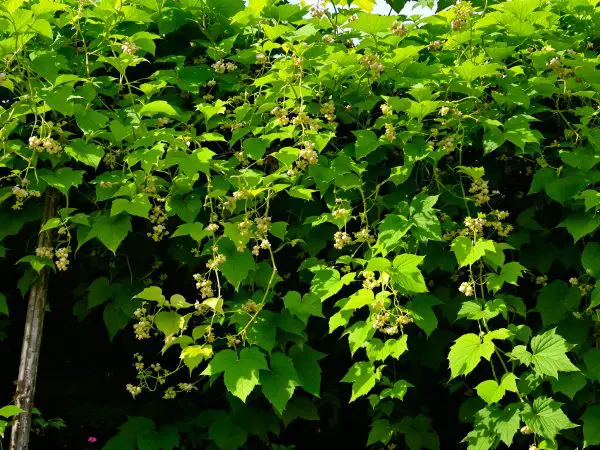 jardin_plantation_concombre