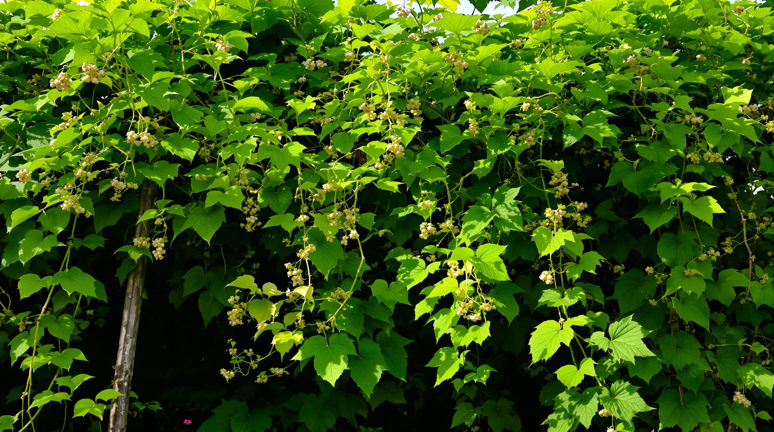jardin_plantation_concombre