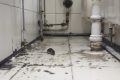 Invasion surprise aux toilettes : rats et serpents en embuscade
