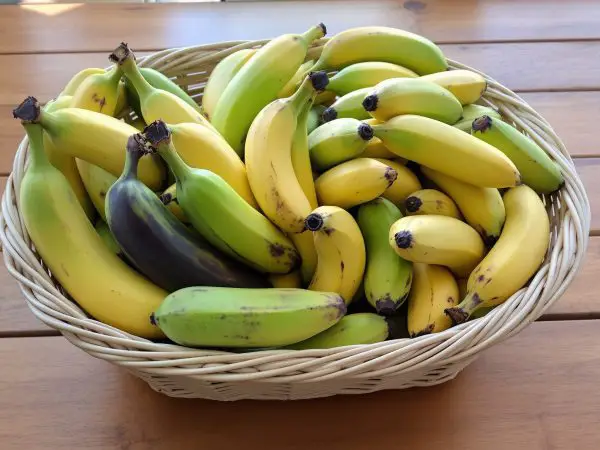 Variété_de_bananes_à_différents_stades_de_maturité