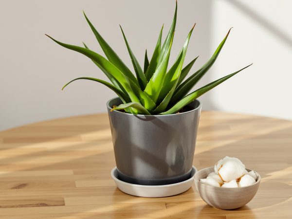 aloe-vera-coton-naturel