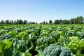 Le brocoli, délice insoupçonné : comment le sublimer en cuisine