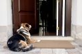 Chiens curieux : le secret biologique derrière le reniflement gênant