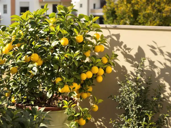 citronnier_balcon