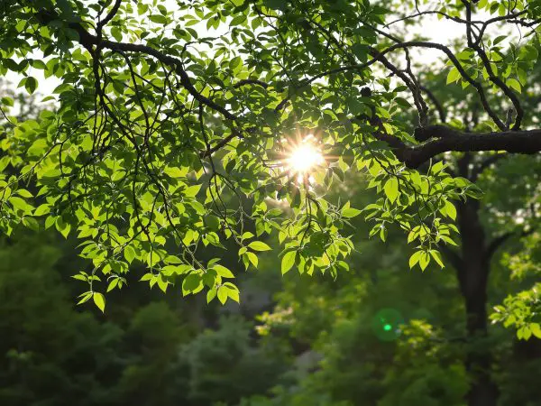 Huile_Arbre_à_Thé_Ambiance_Naturelle