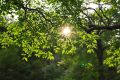 Huile d’arbre à thé : le remède naturel aux multiples vertus incontournables