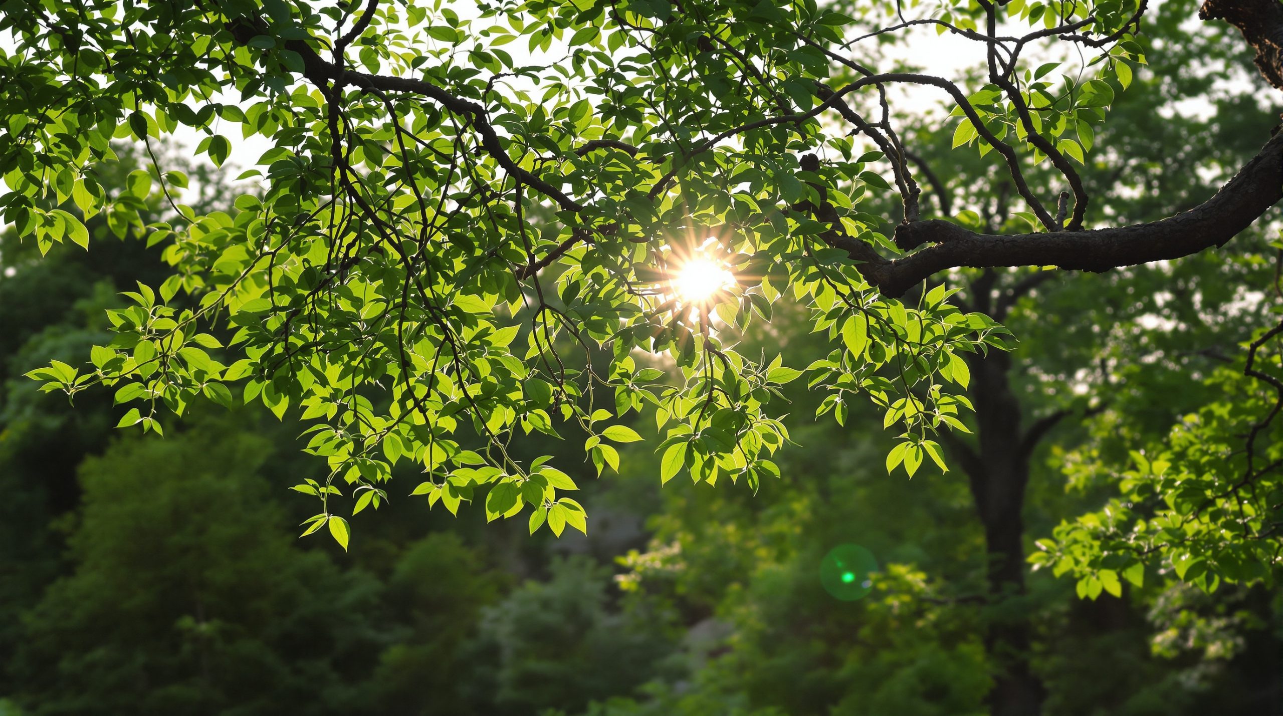 Huile_Arbre_à_Thé_Ambiance_Naturelle