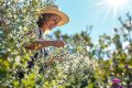 Romarin : l’herbe miracle pour la santé et le bien-être au quotidien