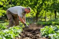 Jardinage d’automne : vos secrets pour un potager productif en hiver