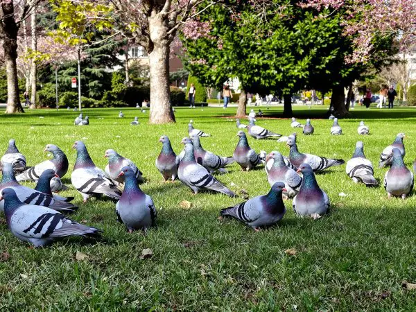 pigeons_ramiers_urbains