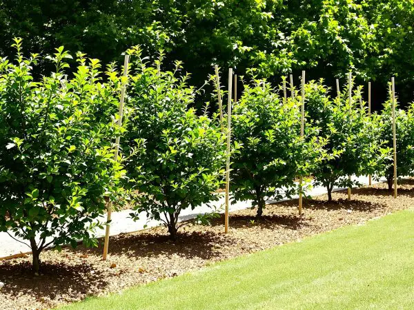 plantation_muriers_jardin