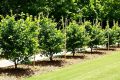 Jardinage : les astuces pour des mûriers abondants et savoureux chez vous