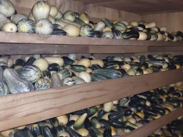 stockage_cave_courgettes