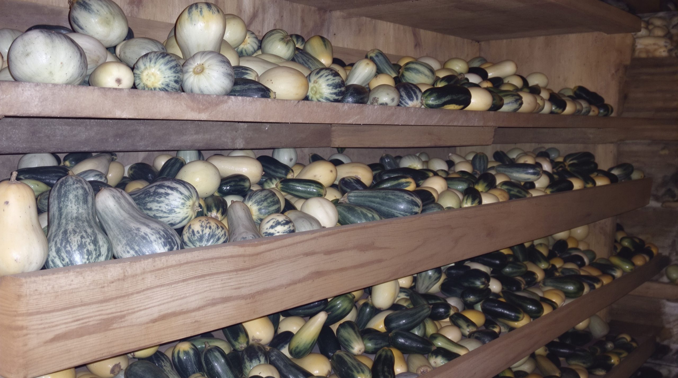 stockage_cave_courgettes