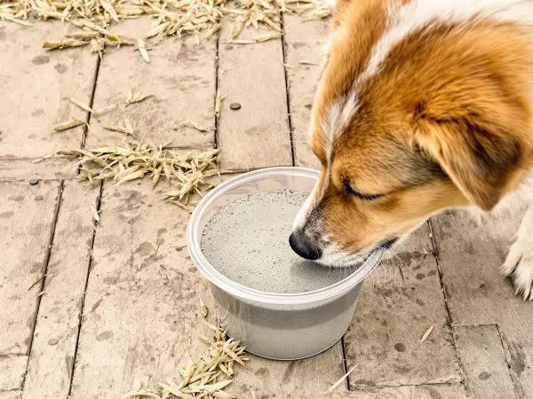 chien_bol_argile