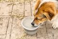 Argile verte : le vermifuge naturel qui libère en 24h chiens et chats