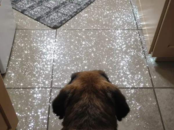 chien-gamelle-eau-argile-naturelle