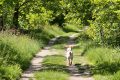 Découvrez l’âge réel de votre chien : une méthode scientifique inédite