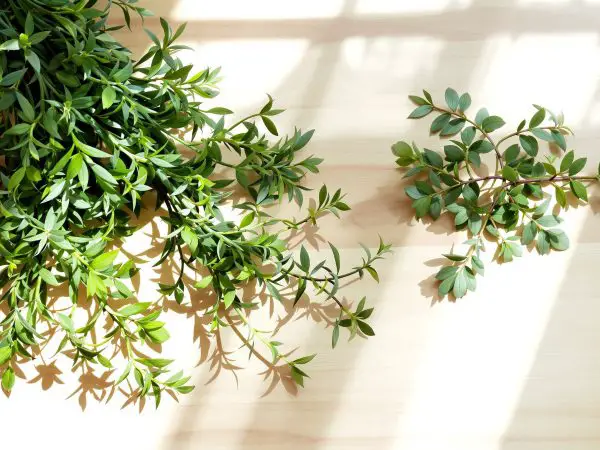 differences_herbes_cuisine