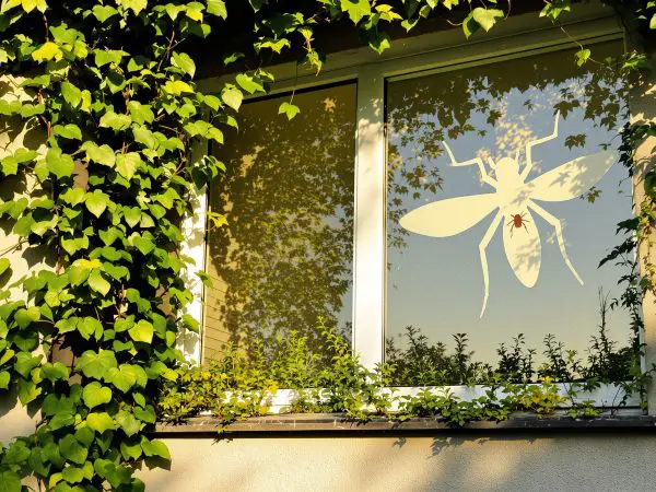 fenetre_automne_insecte