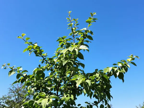 Feuilles_de_Figuier_Ensoleillées