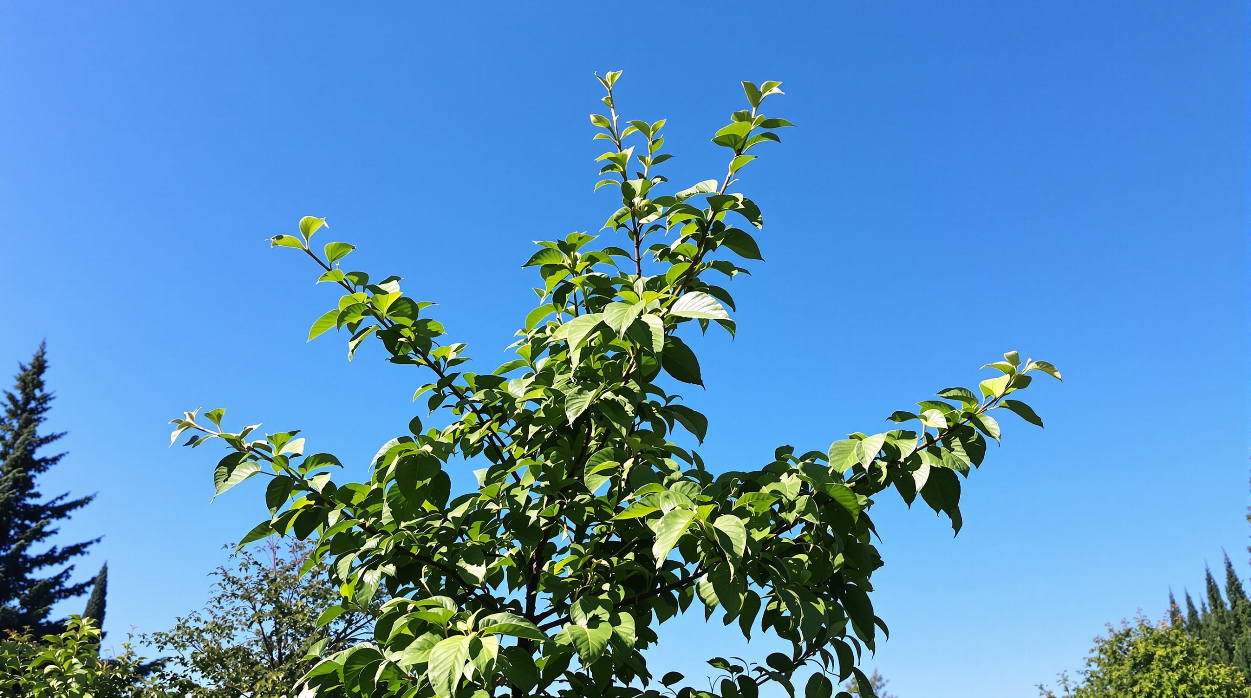 Feuilles_de_Figuier_Ensoleillées