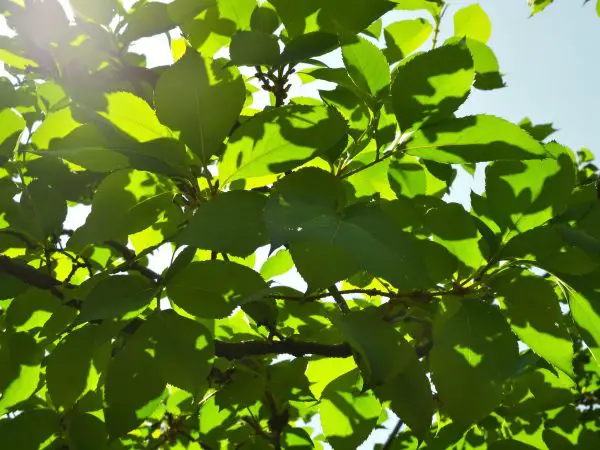 figuier_luminosité_naturelle