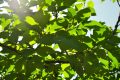 Les feuilles de figuier, un trésor thérapeutique insoupçonné pour votre santé