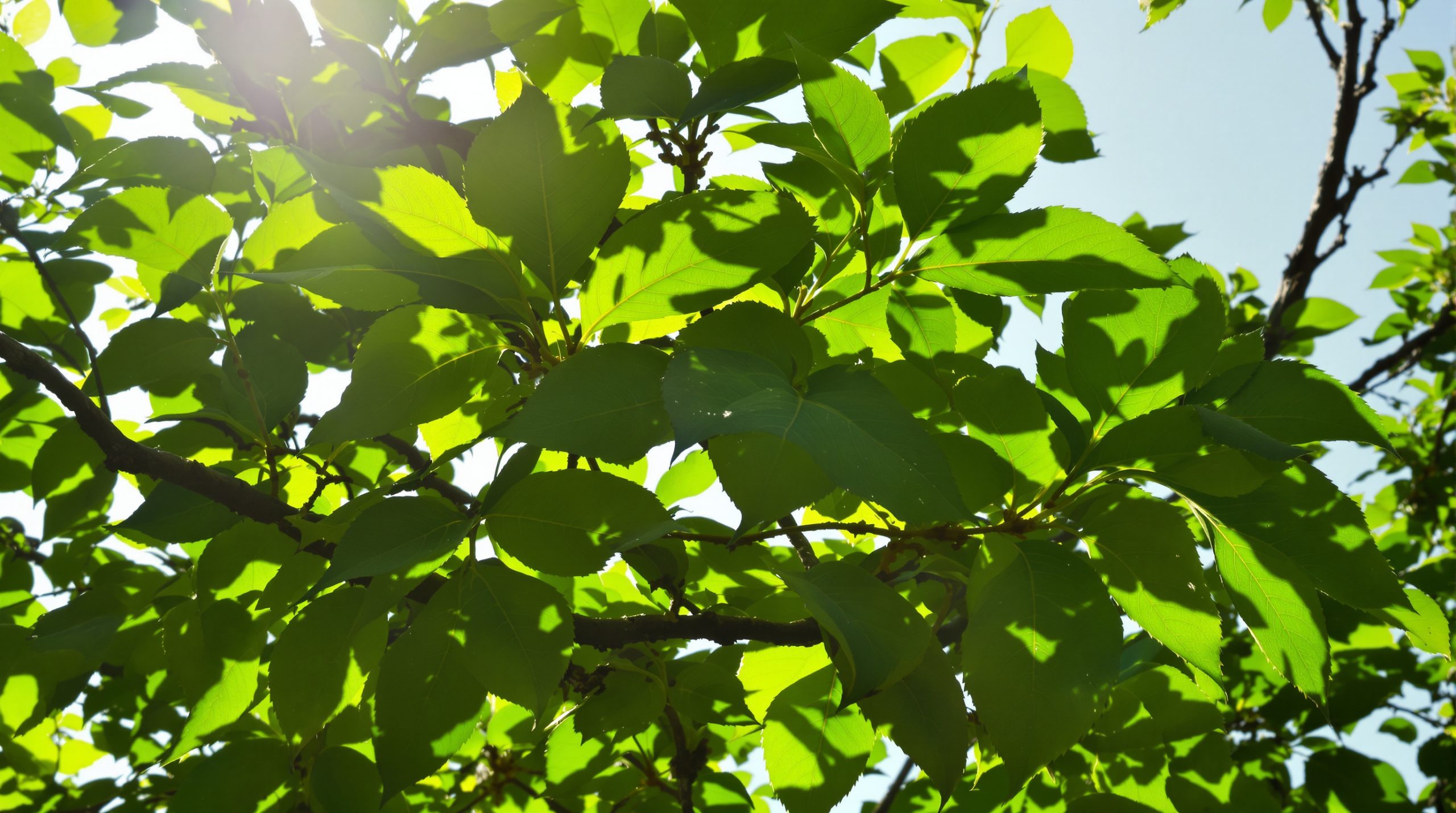 figuier_luminosité_naturelle