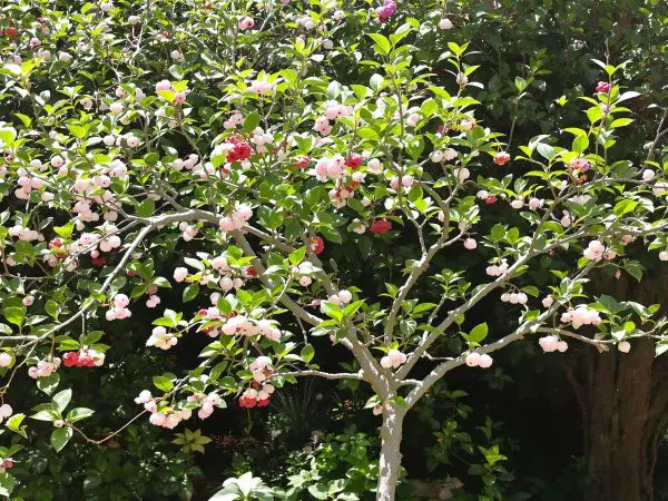Huppe_fasciée_jardin_ensoleillé