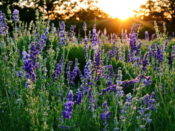 jardin_aromatique_ensoleillé
