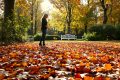 Feuilles mortes : un trésor ignoré pour la santé de votre jardin