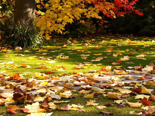 jardin_automne_feuilles