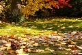 Feuilles mortes : le trésor caché des jardins pour un sol fertile et économe