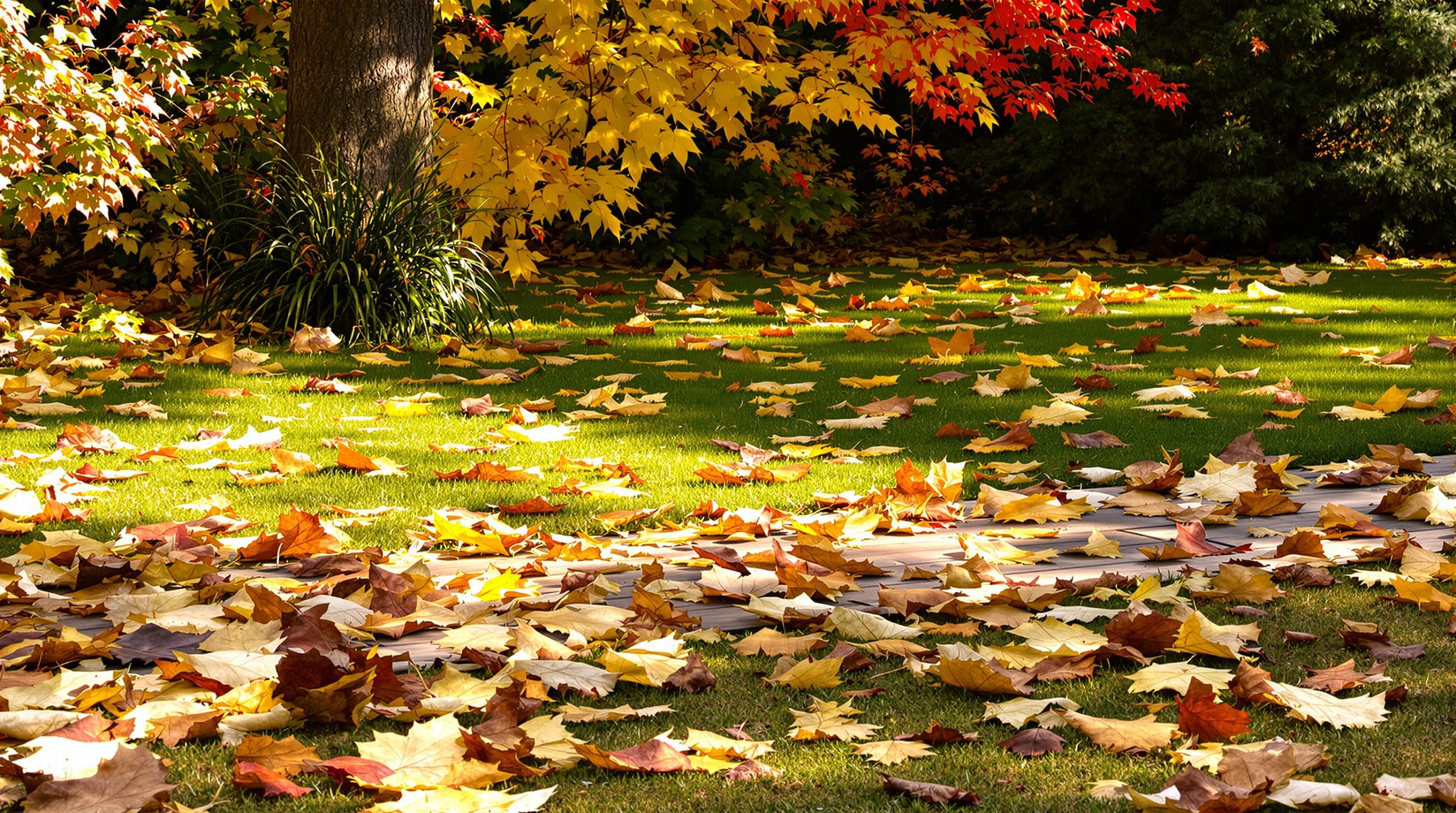 jardin_automne_feuilles