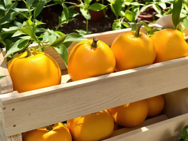 JauneAutomneCitrouilles