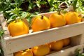 Citrouilles : les trois critères indispensables pour un choix sans faille